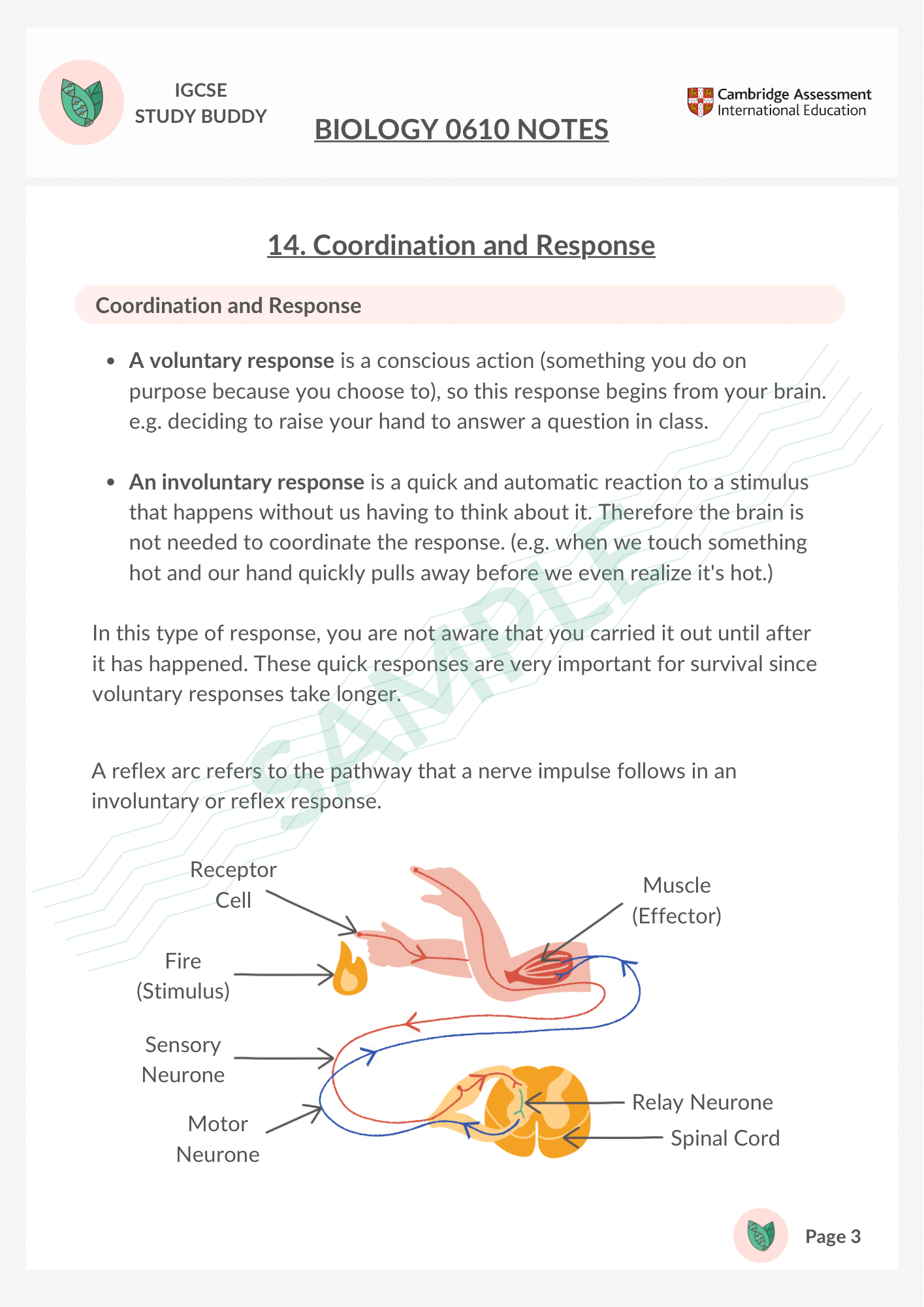 Study Notes | IGCSE Biology 0610 | 14. Coordination and Response