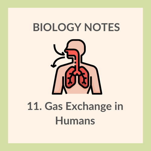 Study Notes | IGCSE Biology 0610 | 11. Gas Exchange in Humans