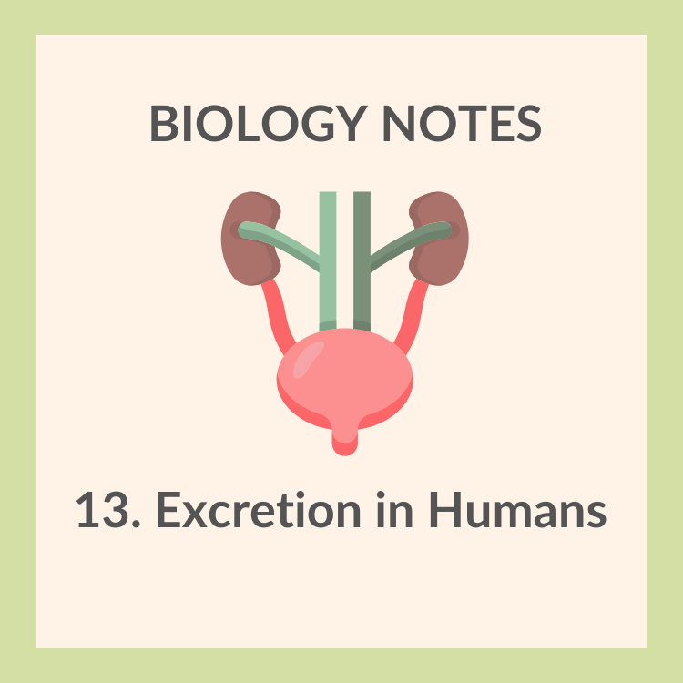 Study Notes | IGCSE Biology 0610 | 13. Excretion in Humans