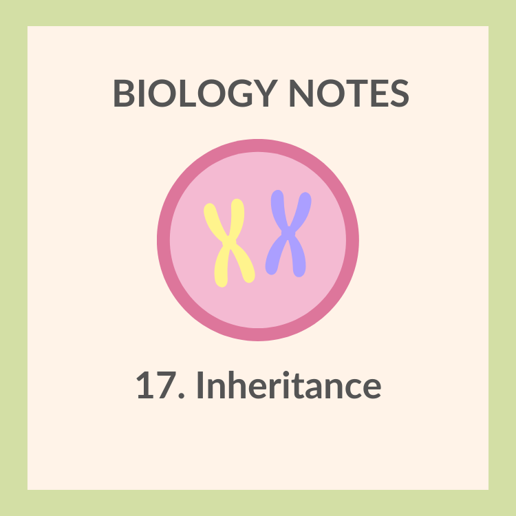 Study Notes | IGCSE Biology 0610 | 17. Inheritance