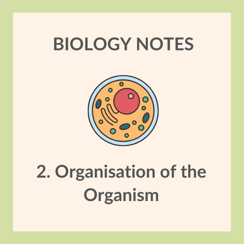 Study Notes | IGCSE Biology 0610 | 2. Organisation of the Organism