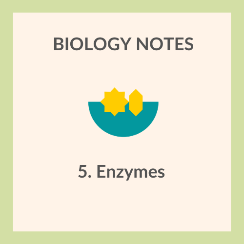 Study Notes | IGCSE Biology 0610 | 5. Enzymes