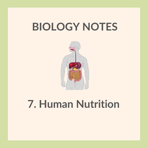 Study Notes | IGCSE Biology 0610 | 7. Human Nutrition