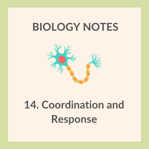 Study Notes | IGCSE Biology 0610 | 14. Coordination and Response