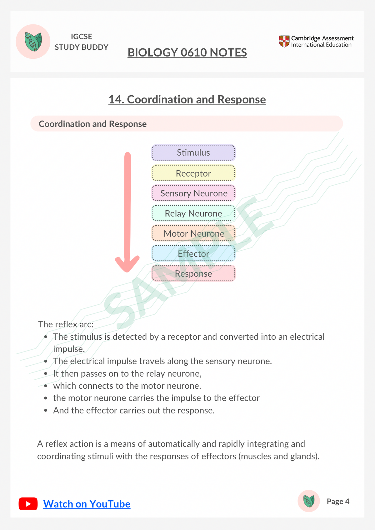 0610 Notes Study Notes | IGCSE Biology 0610 | 14. Coordination and Response ...