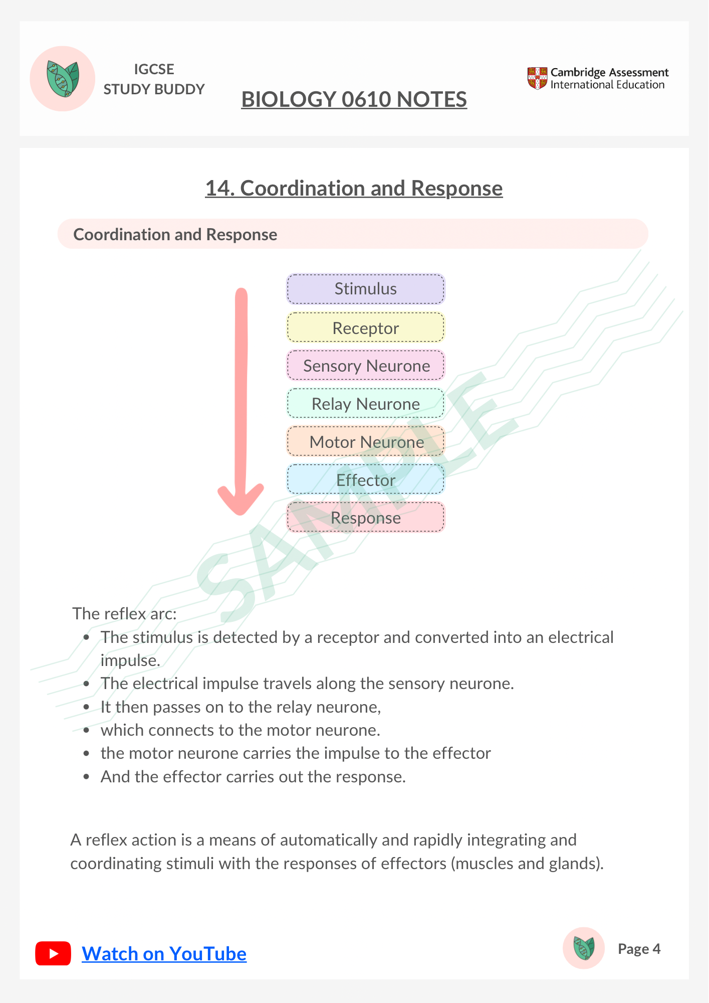 Study Notes | IGCSE Biology 0610 | 14. Coordination and Response